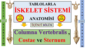 Image result for b%FD%E7ak anatomisi