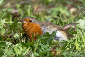 Attēlu rezultāti vaicājumam “Erithacus rubecula juvenile”