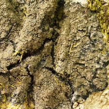 Attēlu rezultāti vaicājumam “Parmeliella triptophylla”