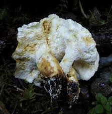 Attēlu rezultāti vaicājumam “Sistotrema confluens”