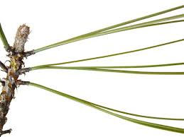 Attēlu rezultāti vaicājumam “Pinus ponderosa”