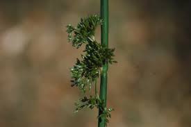 Attēlu rezultāti vaicājumam “Juncus bulbosus leaf”