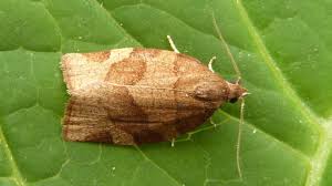 Attēlu rezultāti vaicājumam “Pandemis cerasana”