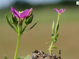 Attēlu rezultāti vaicājumam “Centaurium littorale flower”