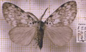 Attēlu rezultāti vaicājumam “Lymantria monacha imago”