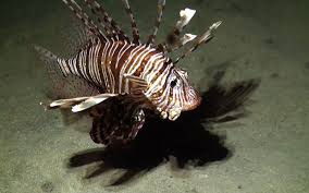 Image result for Pterois miles