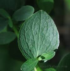 Attēlu rezultāti vaicājumam “Hypericum maculatum leaf”