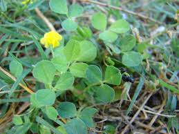 Attēlu rezultāti vaicājumam “Medicago lupulina fruit”