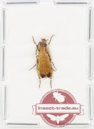 Attēlu rezultāti vaicājumam “Meloe sp. imago”