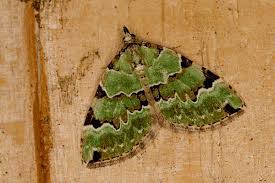 Attēlu rezultāti vaicājumam “Colostygia pectinataria”