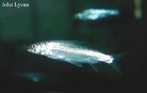 Image result for Coregonus huntsmani