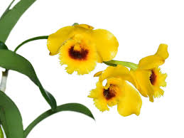 Attēlu rezultāti vaicājumam “Chrysotoxum sp.”