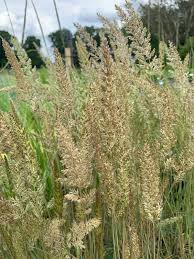 Attēlu rezultāti vaicājumam “Koeleria glauca flower”