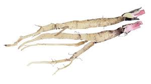 Attēlu rezultāti vaicājumam “Arctium lappa”