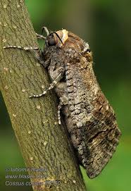 Attēlu rezultāti vaicājumam “Cossus cossus”