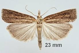 Attēlu rezultāti vaicājumam “Pediasia contaminella”