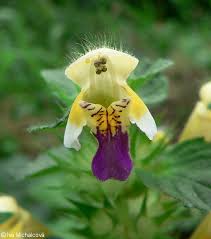 Attēlu rezultāti vaicājumam “Galeopsis speciosa”