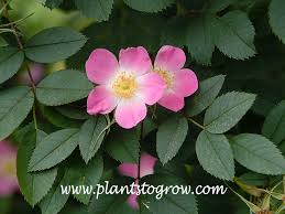 Attēlu rezultāti vaicājumam “Rosa glauca leaf”