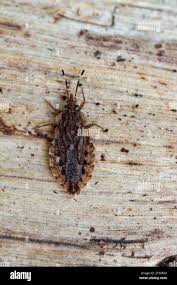 Attēlu rezultāti vaicājumam “Aradus betulae”