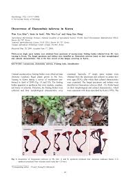 Attēlu rezultāti vaicājumam “Dumontinia tuberosa”