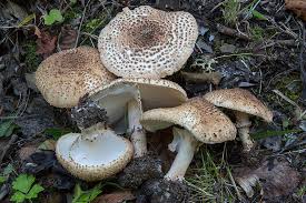Attēlu rezultāti vaicājumam “Lepiota aspera”