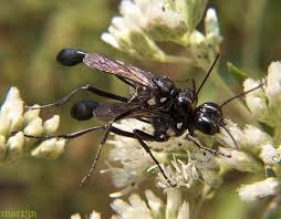 Attēlu rezultāti vaicājumam “Ammophila sp.”
