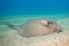 Image result for Pteroplatytrygon violacea