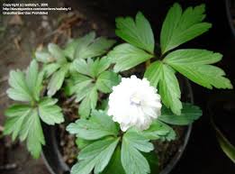 Attēlu rezultāti vaicājumam “Anemone x lipsiensis leaf”