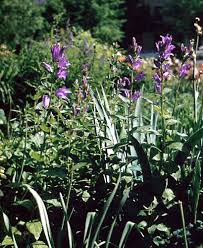 Attēlu rezultāti vaicājumam “Campanula latifolia leaf”