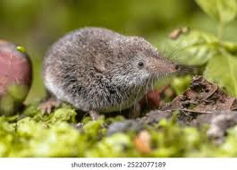 Attēlu rezultāti vaicājumam “Sorex sp.”