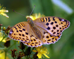 Attēlu rezultāti vaicājumam “Argynnis laodice”