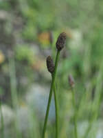 Attēlu rezultāti vaicājumam “Trichophorum cespitosum”