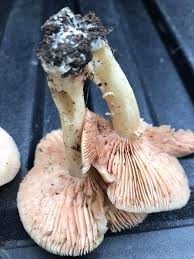 Attēlu rezultāti vaicājumam “Enteridium olivaceum”