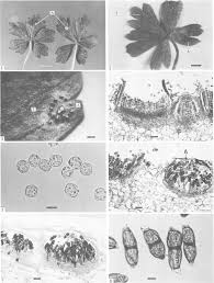 Attēlu rezultāti vaicājumam “Ochropsora ariae spores”