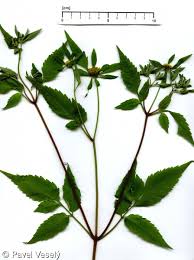 Attēlu rezultāti vaicājumam “Bidens frondosa”