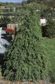 Attēlu rezultāti vaicājumam “Tsuga canadensis”