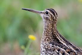 Image result for Gallinago media