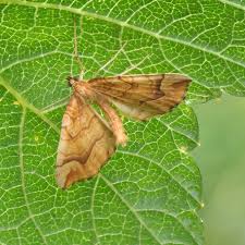 Attēlu rezultāti vaicājumam “Eulithis mellinata”