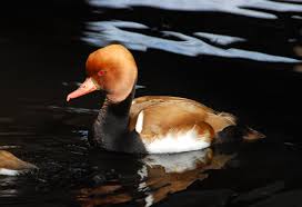 Image result for Netta rufina