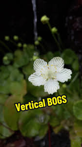 Attēlu rezultāti vaicājumam “Parnassiaceae”