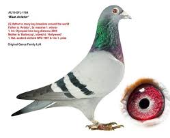 Image result for Abbeyton & Broomfield Racing Pigeons