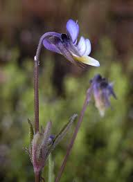 Attēlu rezultāti vaicājumam “Viola arvensis flower”