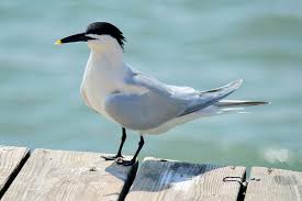 Attēlu rezultāti vaicājumam “Sterna sandvicensis adult”