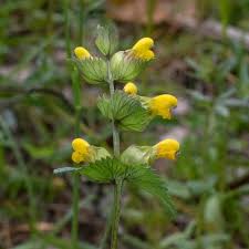 Attēlu rezultāti vaicājumam “Rhinanthus serotinus fruit”