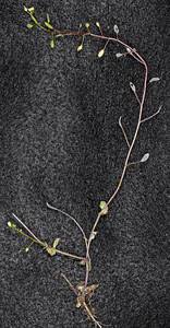 Attēlu rezultāti vaicājumam “Draba nemorosa fruit”