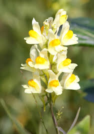 Attēlu rezultāti vaicājumam “Linaria vulgaris flower”