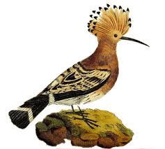 Attēlu rezultāti vaicājumam “Upupa epops”