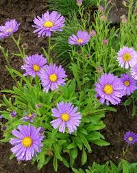 Image result for Aster alpinus