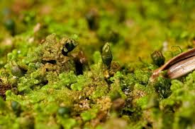 Attēlu rezultāti vaicājumam “Ptilidium pulcherrimum”