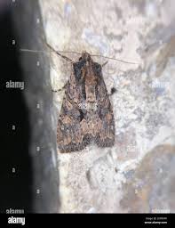 Attēlu rezultāti vaicājumam “Mniotype satura”